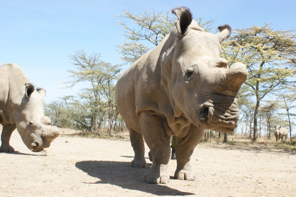 Only 3 Northern white rhinos survive after death of Nola | Save The Rhino