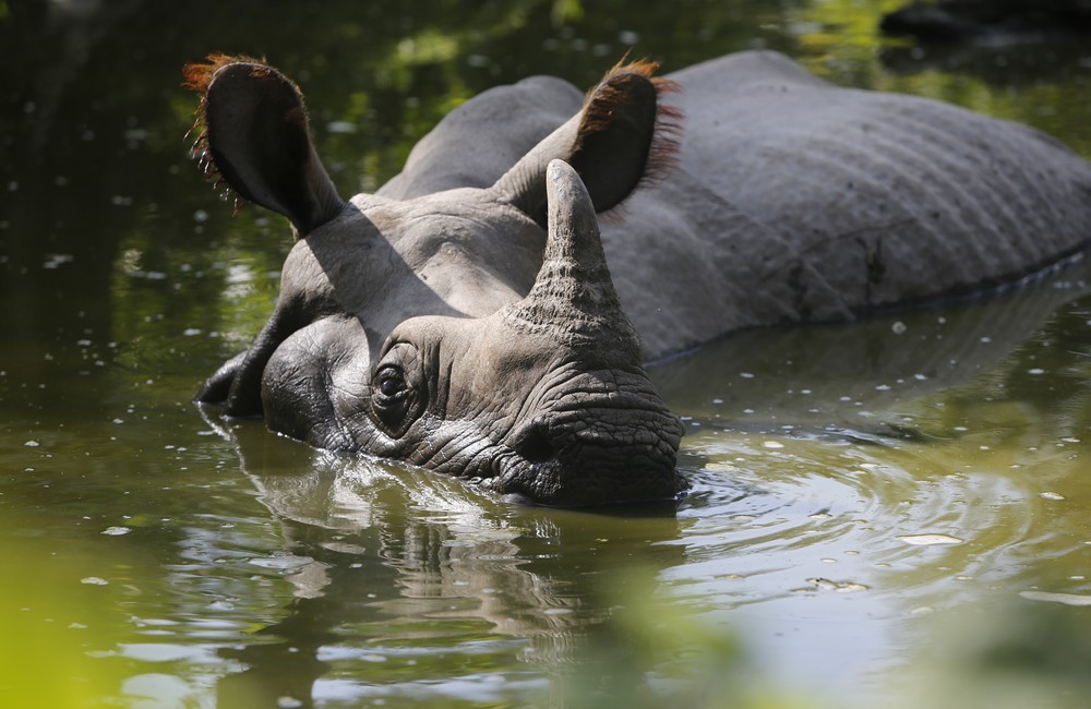 Greater One Horned Rhino Species Save The Rhino International