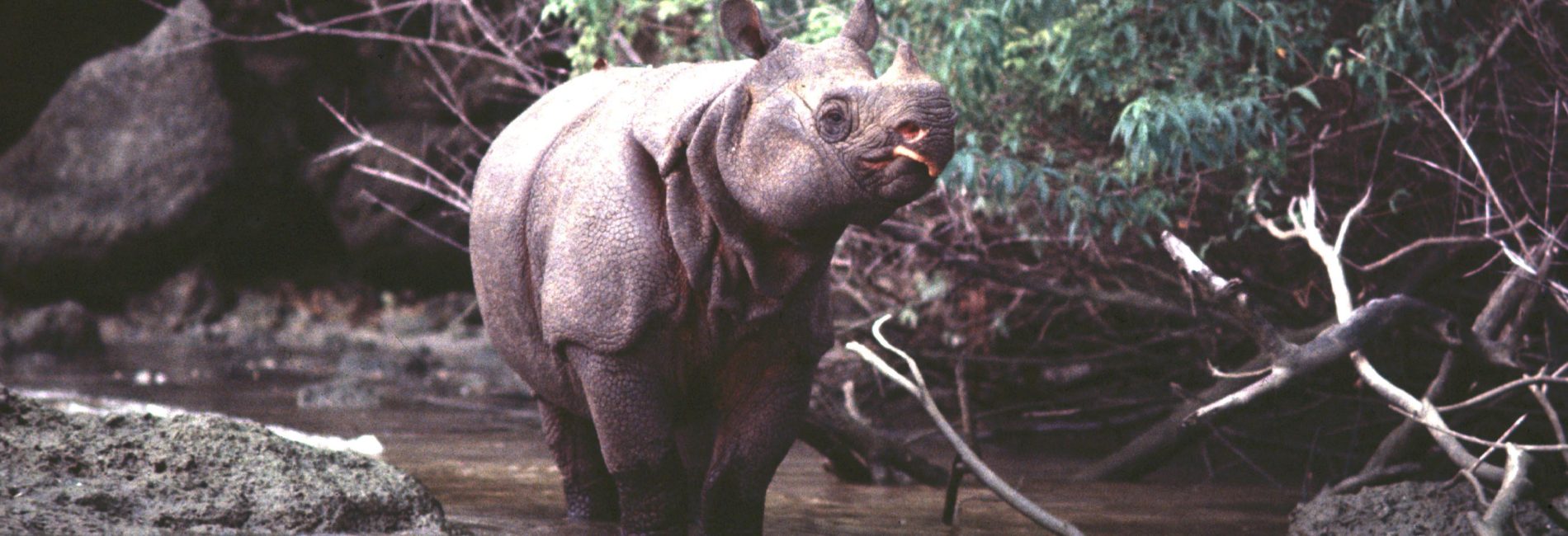 javan rhinoceros diet