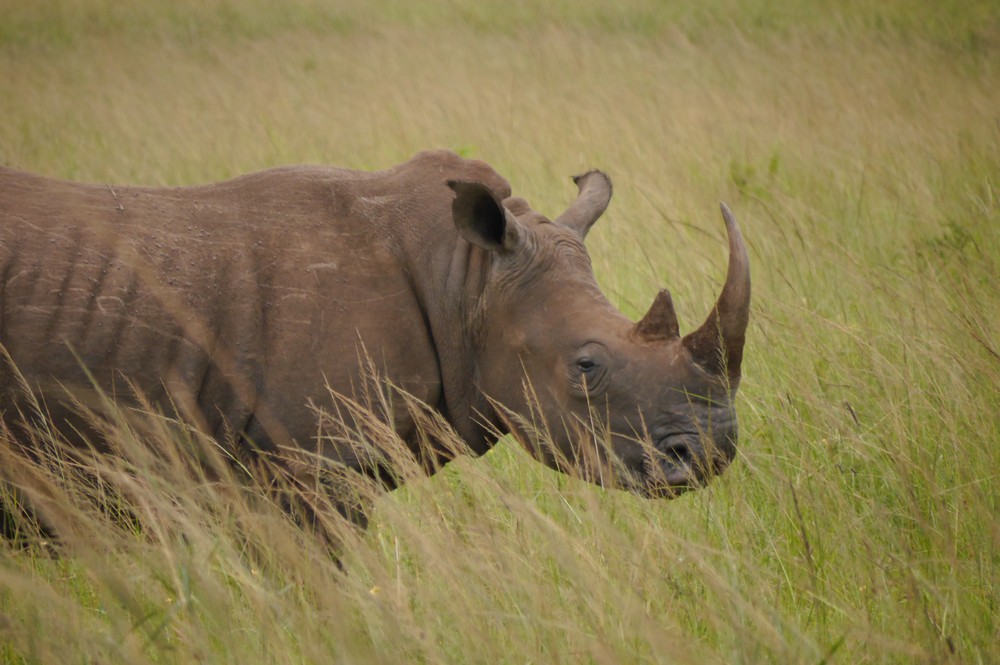 The value of rhino horn Save The Rhino