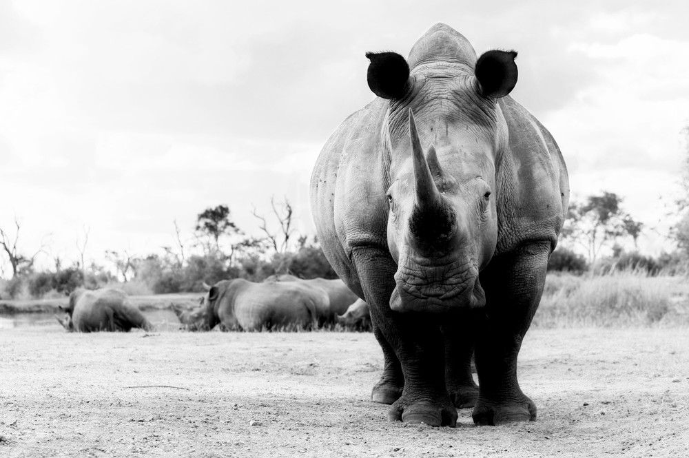 Selling stockpiles | Save The Rhino