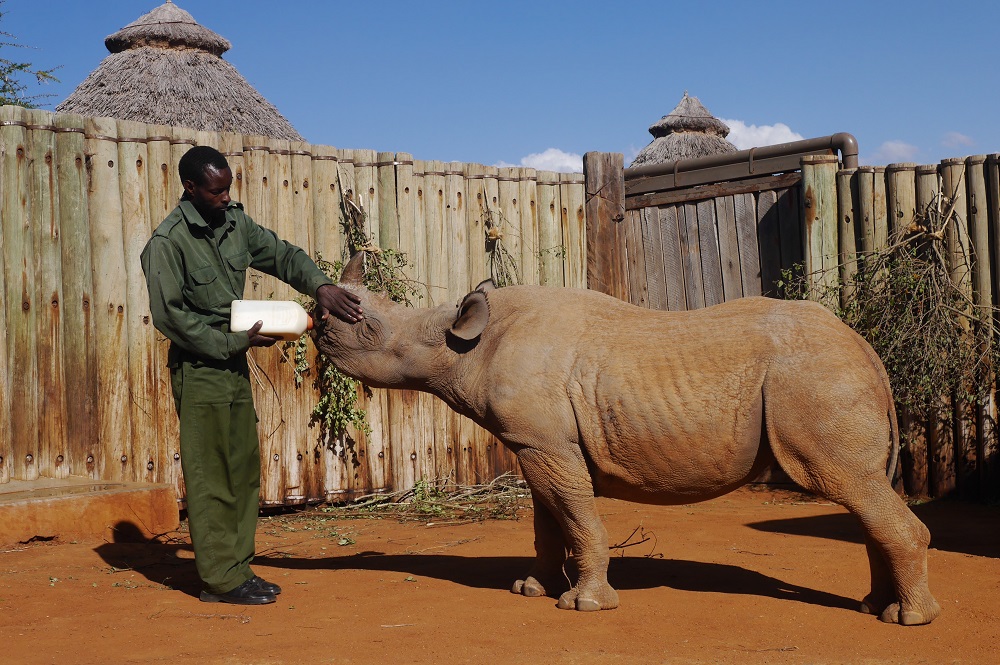 Saving Vulnerable Black Rhinos | Our Impact | Save The Rhino