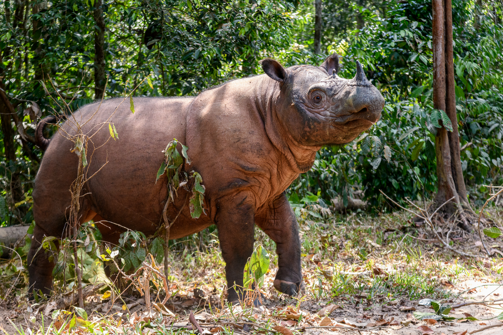 The Community Saving The Sumatran Rhino | News | Save the Rhino